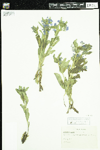Image of Mertensia alpina