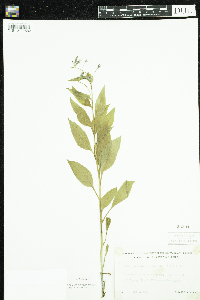 Mertensia paniculata image