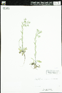 Image of Buglossoides arvensis