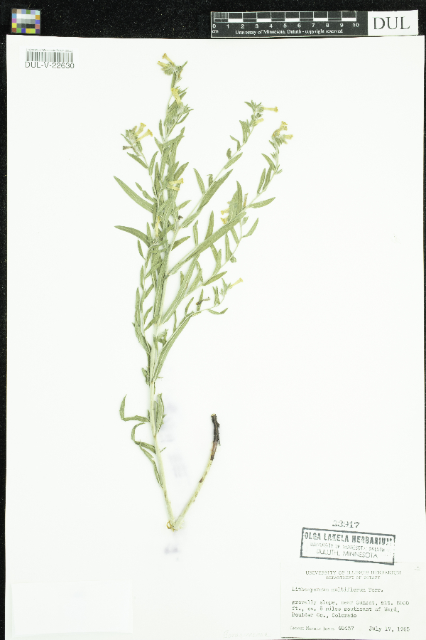 Lithospermum multiflorum image