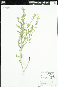Image of Lithospermum multiflorum