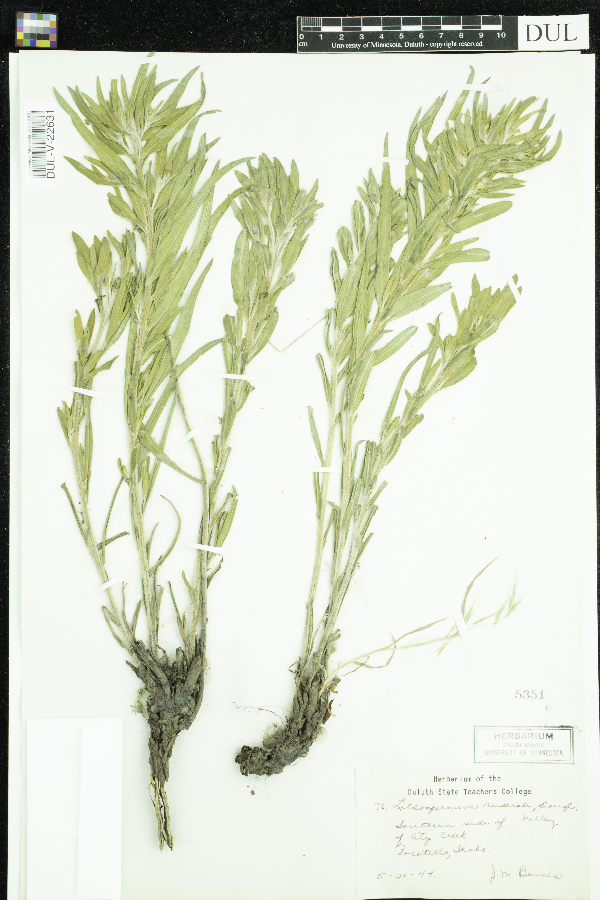 Lithospermum ruderale image