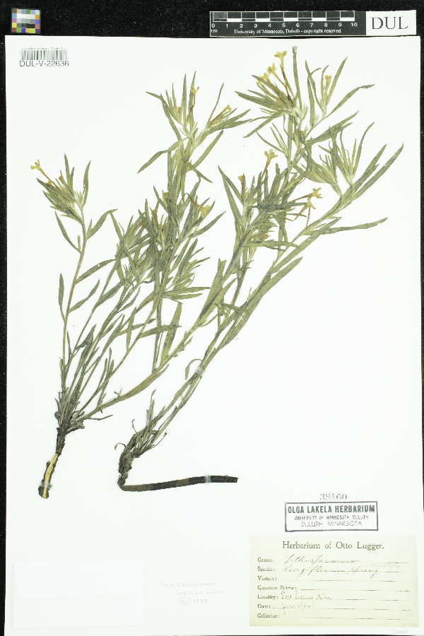 Lithospermum incisum image