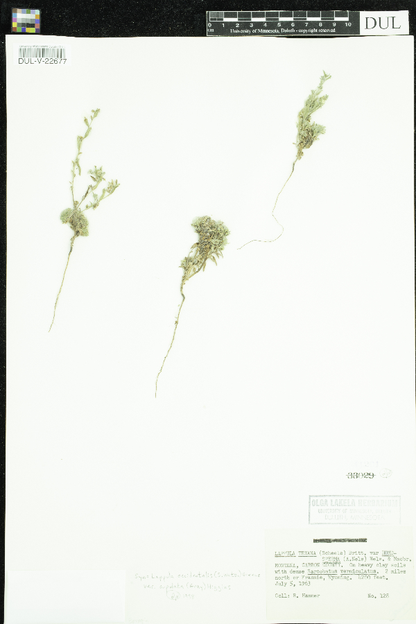 Lappula occidentalis var. cupulata image