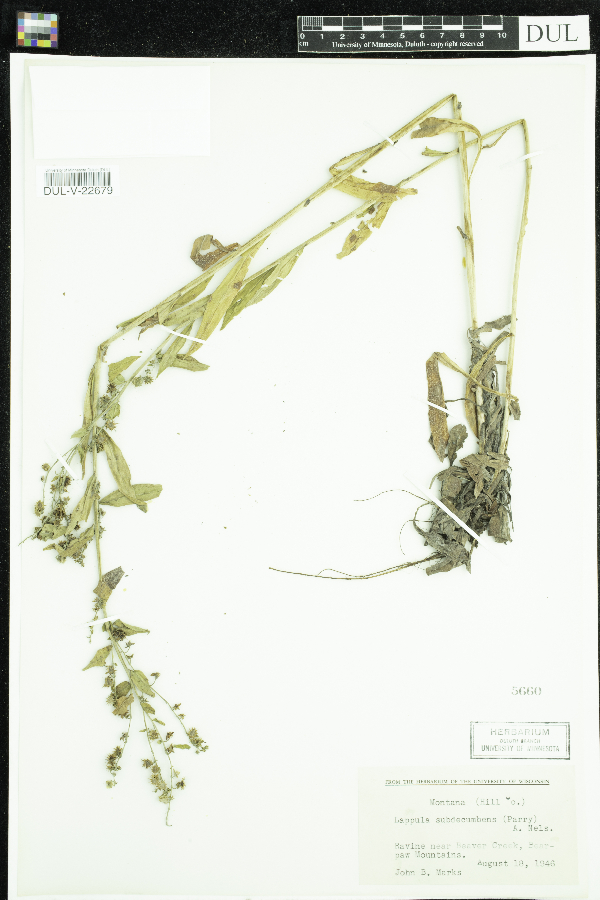 Lappula subdecumbens image