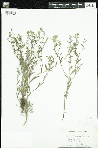 Lappula occidentalis var. occidentalis image