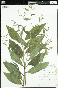 Hackelia virginiana image