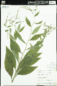 Hackelia virginiana image