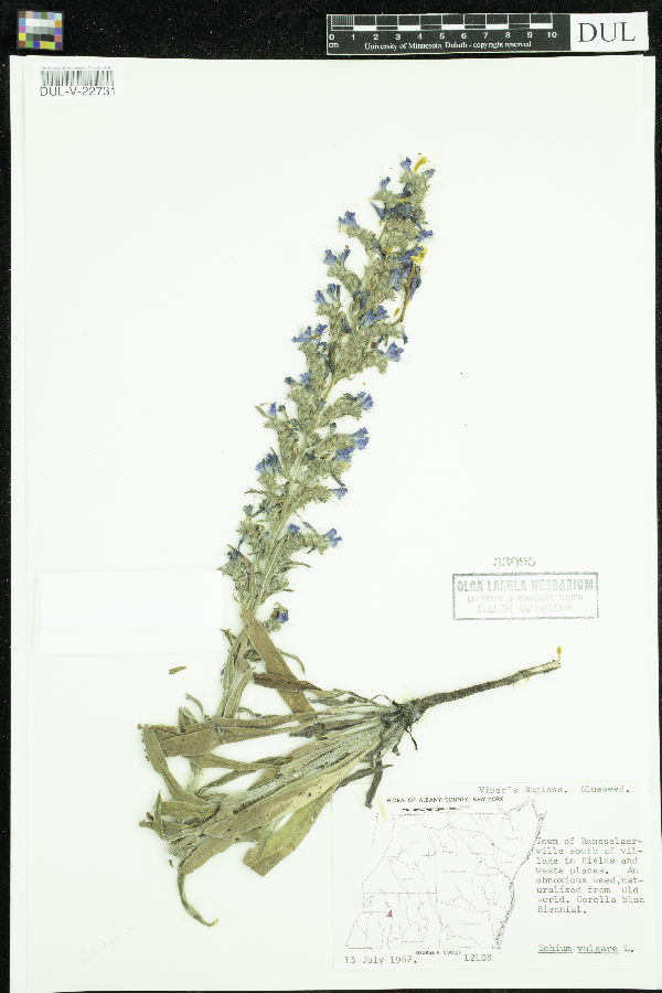 Echium vulgare image