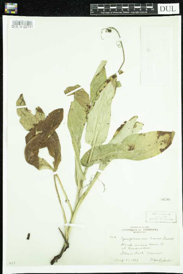 Cynoglossum virginianum image