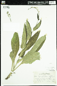 Cynoglossum virginianum var. boreale image