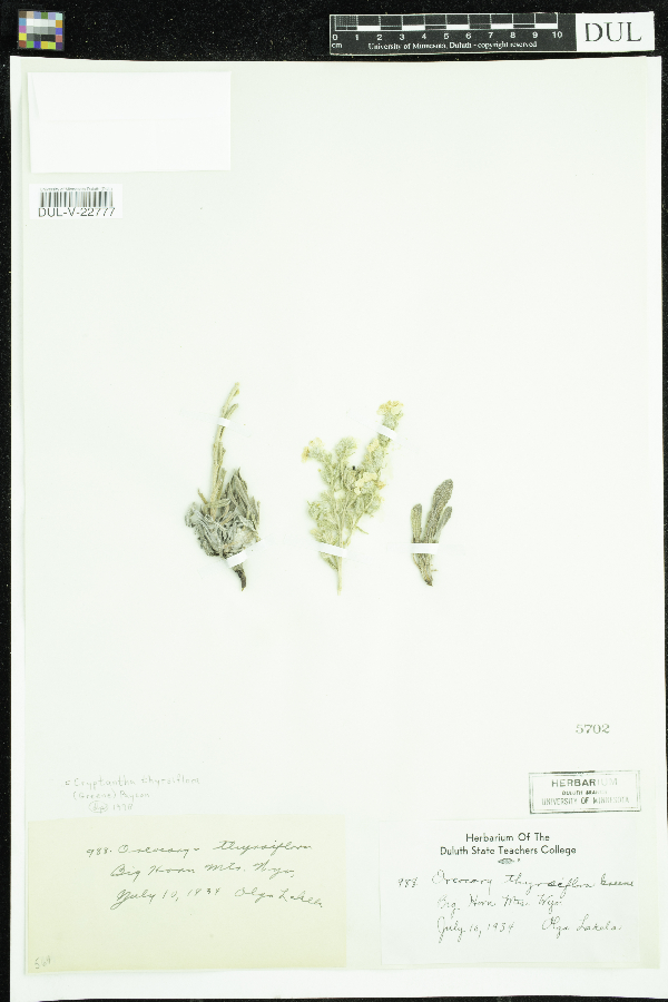 Cryptantha thyrsiflora image