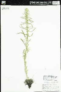 Image of Cryptantha virgata