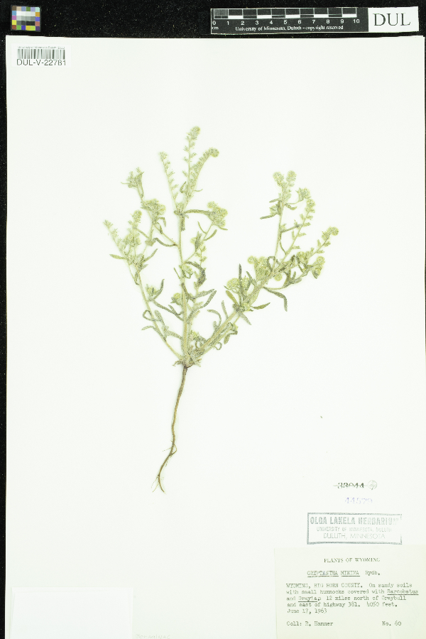 Cryptantha minima image