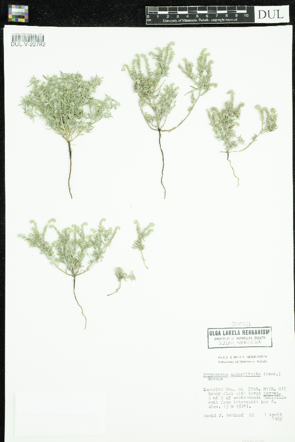 Cryptantha angustifolia image