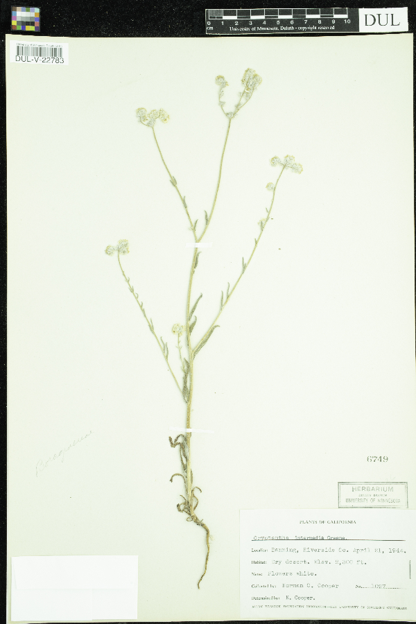 Cryptantha intermedia image