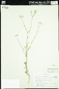Image of Cryptantha intermedia