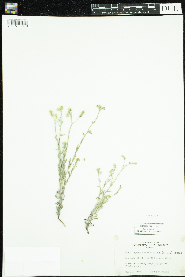 Cryptantha muricata image