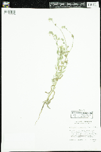 Amsinckia menziesii image