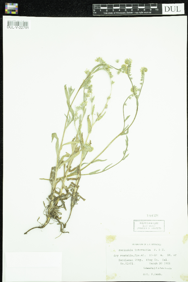 Amsinckia menziesii image