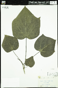 Catalpa bignonioides image