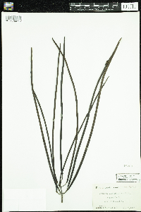 Catalpa bignonioides image