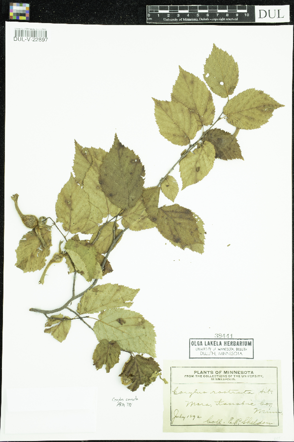 Corylus cornuta subsp. cornuta image