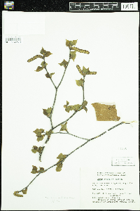 Image of Betula neoalaskana