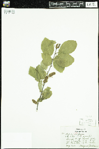 Betula x purpusii image