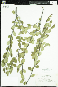 Betula pumila image