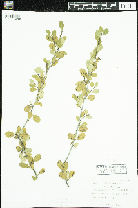 Betula pumila image