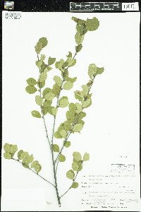 Betula pumila image