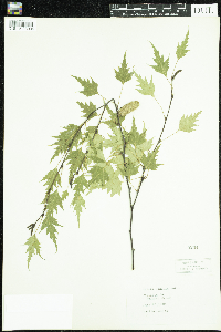 Image of Betula pendula