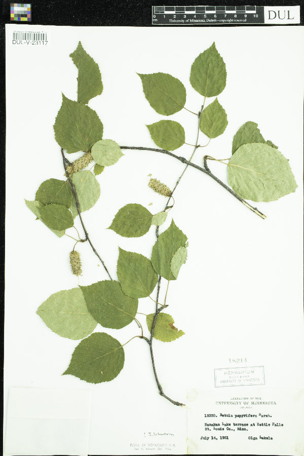 Betula papyrifera image