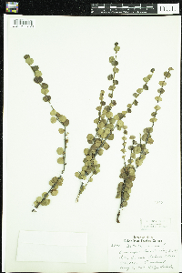 Betula nana image