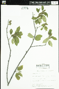 Betula alleghaniensis image