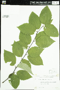 Betula alleghaniensis image