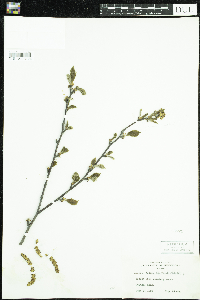 Betula alleghaniensis image