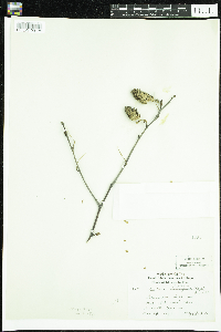 Betula alleghaniensis image