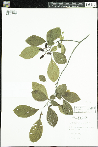 Alnus serrulata image