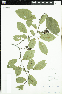 Alnus serrulata image