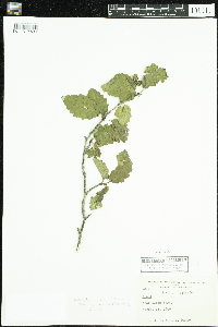 Alnus incana image