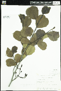 Alnus glutinosa image