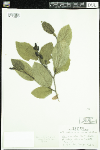 Alnus viridis subsp. crispa image