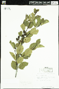 Alnus viridis subsp. crispa image