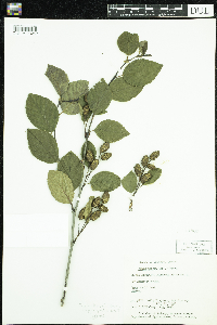 Alnus viridis image