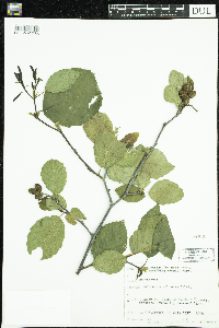 Alnus incana image