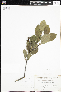 Alnus incana image