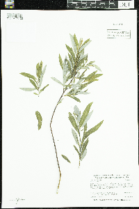 Salix petiolaris image