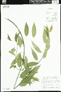 Salix amygdaloides image